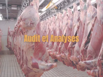 Audit et Analyses