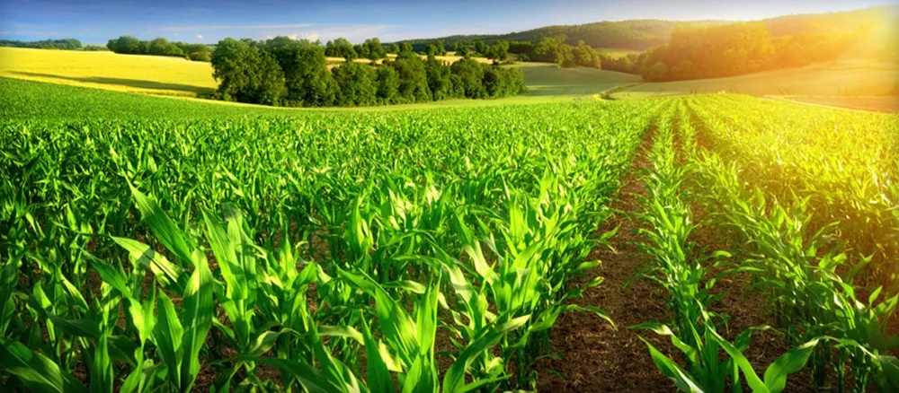 Fond de Développement Agricole